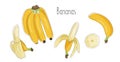 Bananas set, peeled and bunch, tropical fruits, stock vector illustration. Royalty Free Stock Photo