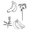 Bananas set, vector hand drawing. bananas, vector sketch on a white background Royalty Free Stock Photo