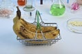 Bananas in Small Shopping Basket for Chemical Test in a Lab Royalty Free Stock Photo