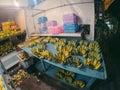 Banan on the market food, market, fresh, healthy, shop, background, banan, delicious, green, yellow, farm, tropical