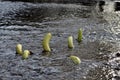 Bananas swimming up stream Royalty Free Stock Photo