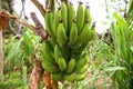 Bananas in Tarrafal, Cape Verde Royalty Free Stock Photo