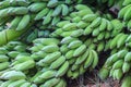 Bananas,Thai cultivated banana Royalty Free Stock Photo