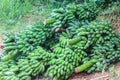 Bananas,Thai cultivated banana Royalty Free Stock Photo