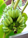 Bananas on a tree