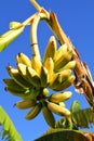 Bananas on the Tree Royalty Free Stock Photo