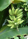 Bananas on the tree