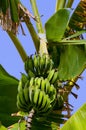 Bananas tree Royalty Free Stock Photo