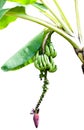 Bananas on tree with banana blossom