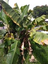 Bananas tree in garden