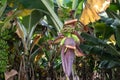 Bananas tree garden. bananas are emerging from the banana flower