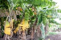 Bananas tree garden. bananas are emerging from the banana flower