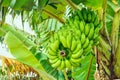 Bananas on tree