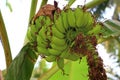 Bananas on Tree