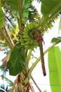 Bananas on Tree