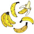 A set of handdrawn bananas