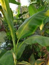Bananatree Leaf image, Banana Leaf image, Background,Green Leaf Royalty Free Stock Photo