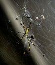 Bananna Spider Web & Food Royalty Free Stock Photo