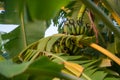 Banano tree with banana at sunrise