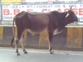 Banaras- The city of widow, bulls, steps and hermits.eet remind