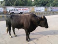 Banaras- The city of widow, bulls, steps and hermits Royalty Free Stock Photo