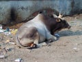 Banaras- The city of widow, bulls, steps and hermits
