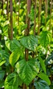 Betel leaf,banarasi pan,green betel leaf,betel field,banarasi pan cultivation