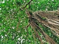 Banayan tree from long time with long roots Royalty Free Stock Photo