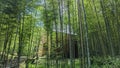 Banboo forest with full green in summer