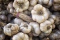 Banch of Garlic Allium sativum. plaits in market