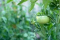 A banch of tomato plant with green vegetables and blossoms Royalty Free Stock Photo