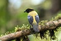 Banck and side view of Black-chinned Mountain-Tanager,Ecuador