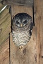 Band-Bellied Owl Royalty Free Stock Photo