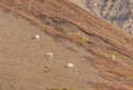 Band of Dall Sheep Rams in Alaska in Fall