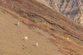 Herd of Dall Sheep Rams in Alaska