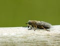 Band Eyed Brown Horse Fly