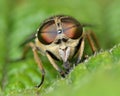 Band-eyed brown horsefly (Tabanas bromius) head-on