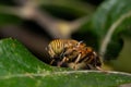 Band-eyed drone fly (eristalinus taeniops) perched on green leaf