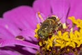 band-eyed hover fly , in the garden