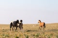 Band of four wild horses running in the Pryor Mountains wild horse range in Montana United States Royalty Free Stock Photo