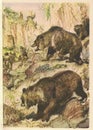 A band of prehistoric hunters attacks the bears. Old colourful illustration. Vintage drawing. Illustration by Zdenek