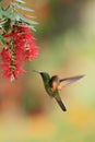 Band-tailed barbthroat from Costa Rica, Savegre Royalty Free Stock Photo