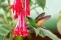 Band-tailed Barbthroat hovering next to red flower in garden, bird from mountain tropical forest, Savegre, Costa Rica Royalty Free Stock Photo