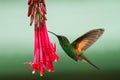 Band-tailed Barbthroat hovering next to red flower in garden, bird from mountain tropical forest, Savegre, Costa Rica Royalty Free Stock Photo