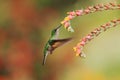 Band-tailed Barbthroat, Threnetes ruckeri, hovering next to red flower in garden, hummingbird mountain tropical forest, Costa Rica Royalty Free Stock Photo