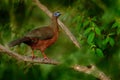 Band-tailed Guan, Penelope argyrotis, rare bird from dark forest Santa Marta mountain, Colombia. Birdwatching in South America. Bi