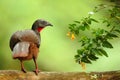 Band-tailed Guan, Penelope argyrotis, rare bird from dark forest Santa Marta mountain, Colombia. Birdwatching in South America. Bi