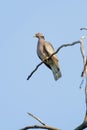 Band tailed Pigeon bird Royalty Free Stock Photo