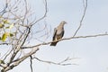 Band tailed pigeon Royalty Free Stock Photo