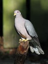 Band-tailed Pigeon Perched